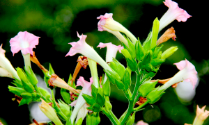 “Big Tobacco’s voice should be heard in the nicotine debate”