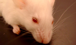 More study needed on complex nicotine-cancer relationship