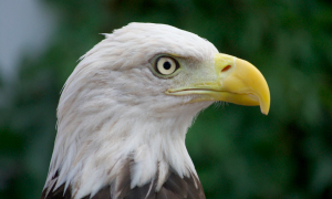 In depth: e-cigs in the U.S. – market and regulatory analysis