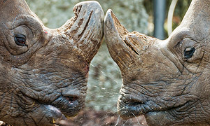 Fighting argument - Flickr, Tambako The Jaguar