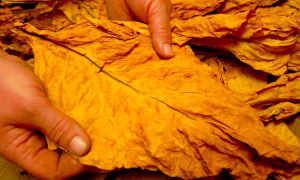 Not just e-cigs: PMI looks ahead to a reduced-risk tobacco future