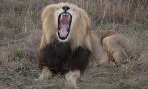 In depth: South African e-cig market & regulation, Jan. 2015