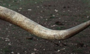 In depth: e-cigarette regulation in Texas, February 2015