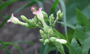 Tobacco-flavour liquids “much lower in toxins than cigarettes”