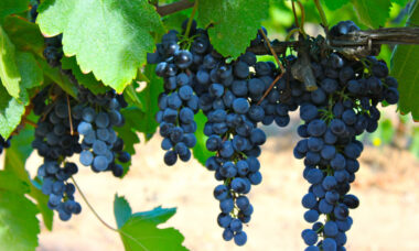 In depth: France e-cigarette market update, July 2015