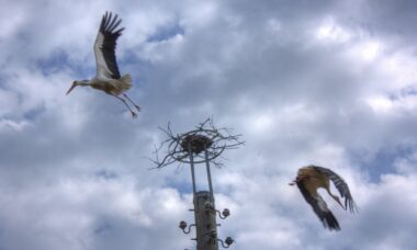 E-cigarette regulation and outlook for Bulgaria, August 2015