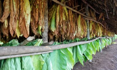 Uganda bans e-cigarettes in tough new tobacco law