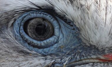 E-cig science: do meta-analyses really matter?