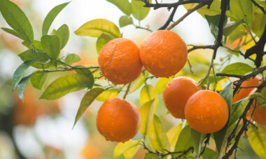 Spain: slow recovery for retail as TPD implementation nears