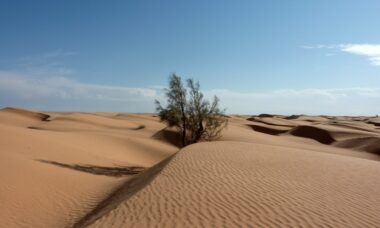 Heated tobacco in Europe: emerging regulation for a new category