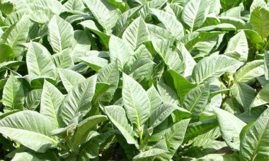 UK government asks how it should define HnB for tax purposes