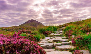 Ireland: stores drive sales as numbers grow