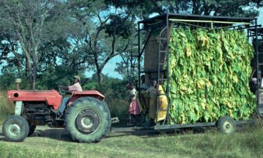Zimbabwe’s impoverished tobacco farmers see salvation in e-liquids