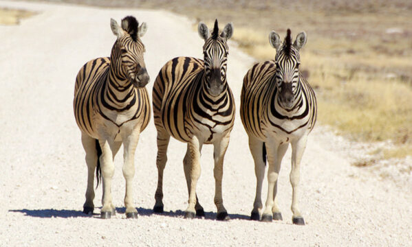 Namibian e-cigarette market benefits from lack of regulation – so far