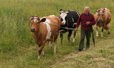 Polish product mix revealed by TPD notifications: Poland market report