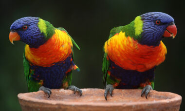 New Zealand softens towards vaping, while Australia stands its ground