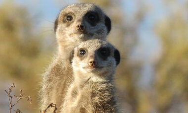 Fears for South African market if e-cigs are brought under tobacco regulation