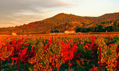 Nicotine salts still limited: France market report