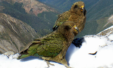 New Zealand working on regulation for newly legal nicotine e-cigs