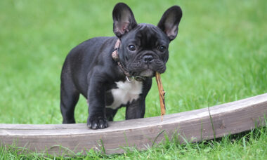 Most users have secondary device: France consumer survey