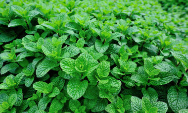 Juul halts sale of mint pods ahead of new FDA guidance on flavours