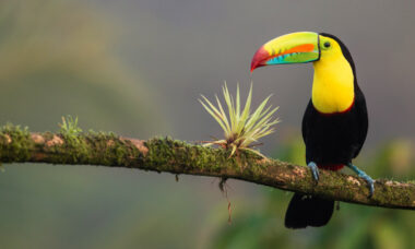 Regulatory report: Costa Rica, May 2020