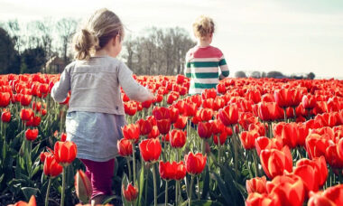 Netherlands heads towards ruling out e-liquid flavours from early next year