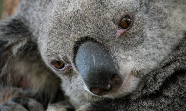 Australia requires prescription to import e-cigs; Senate calls for friendlier regs