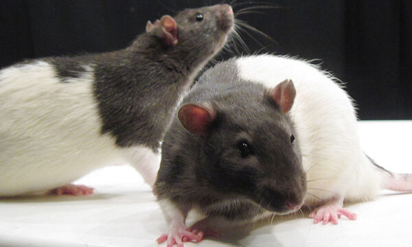 Study points finger of blame for lung injury at phytol, not PG – in rats