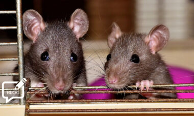 The science and non-science of vaping – and a heart-stopper just for the boys