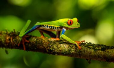 Regulatory report: Costa Rica, March 2022