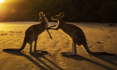 Australia's change of federal government unlikely to bring any relaxation on vaping