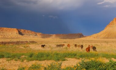 US: e-cigarette regulation - federal packaging requirements, November 2022