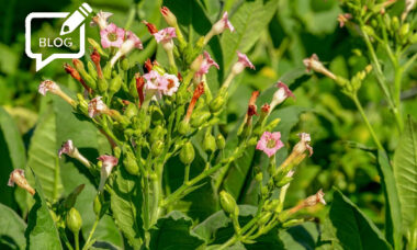 How the FDA’s assault on flavours, even menthol, could give real tobacco an edge