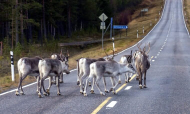 Finnish working group puts the case for tougher restrictions on nicotine products