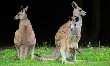 Nationals call for an end to Australia’s prescription-only rule for e-cig sales