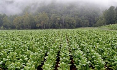 US FDA proposed rule: requirements for tobacco product manufacturing practice