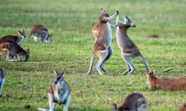 Debate continues as Australia outlines landmark vaping reforms, including bans