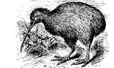 New Zealand health research fund backs three-year trial of ways to quit vaping