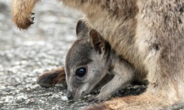 Are Australia’s vaping laws working to reduce smoking and youth vaping rates?