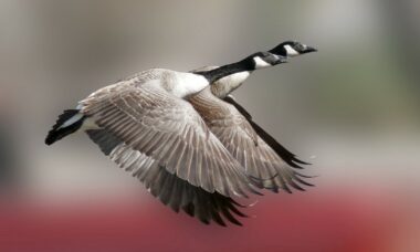 Canada: the e-cigarette market, June 2024