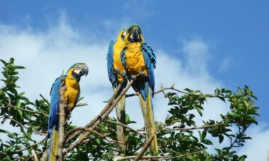 Venezuela: e-cigarette regulation, June 2024