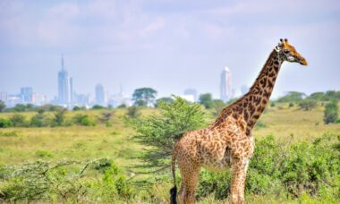 Kenya proposes three-year jail sentence for the promotion of nicotine products