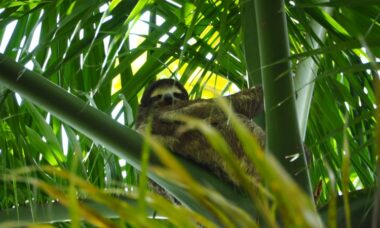 Panama: e-cigarette regulation, November 2024